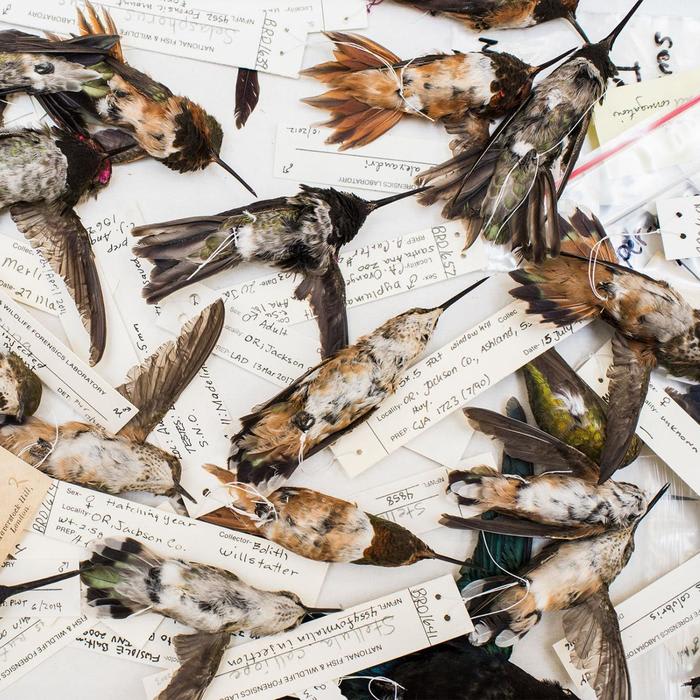 Inside the Strange World of the Illicit Hummingbird Love Charm Trade