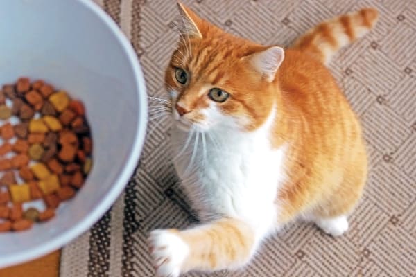 Is Vegan Cat Food Okay?