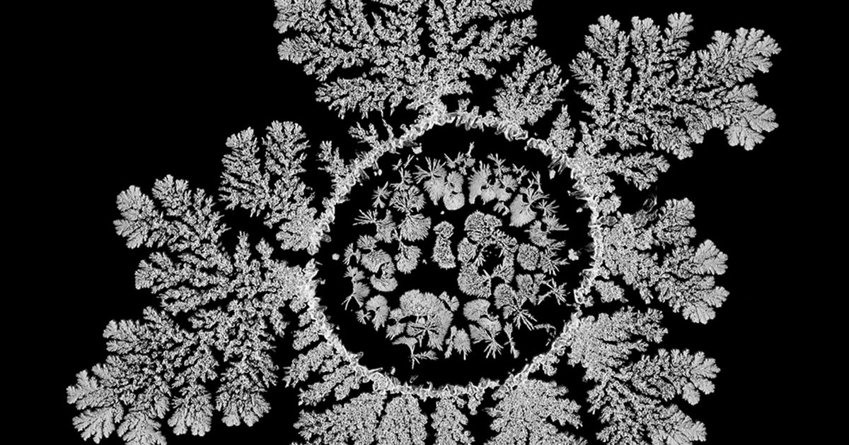 Salt Crystals Dance and Grow Across the Screen in a Time-Lapse by Wenting Zhu