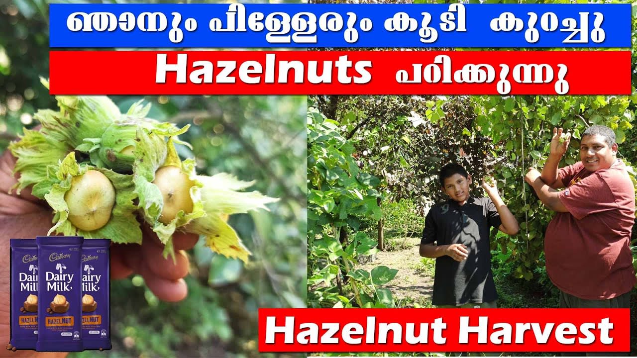 Hazelnut Harvest II When should I harvest hazelnuts II Can you eat hazelnuts straight from the tree
