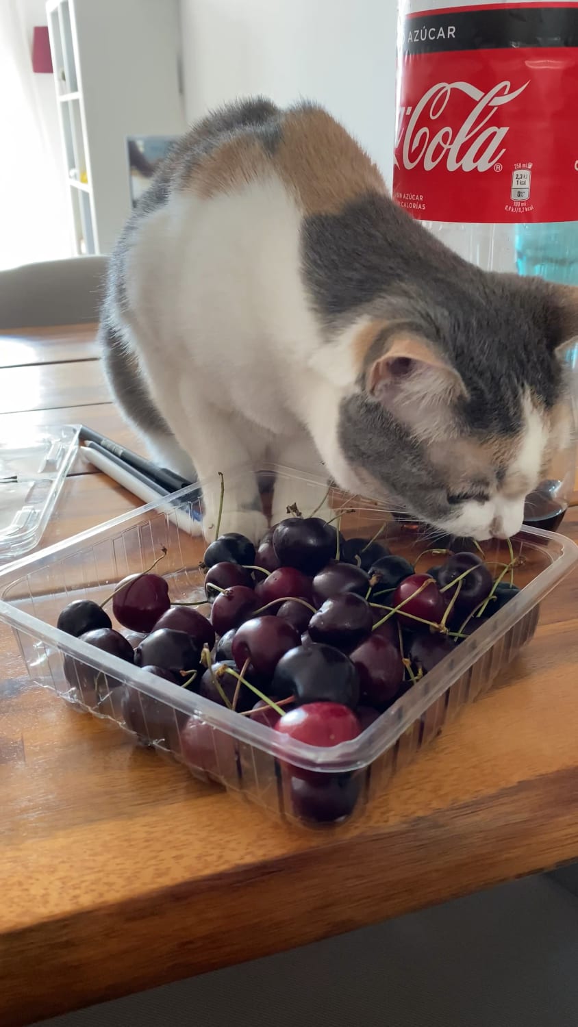 She loves to PLAY with (not eat) cherries 🍒
