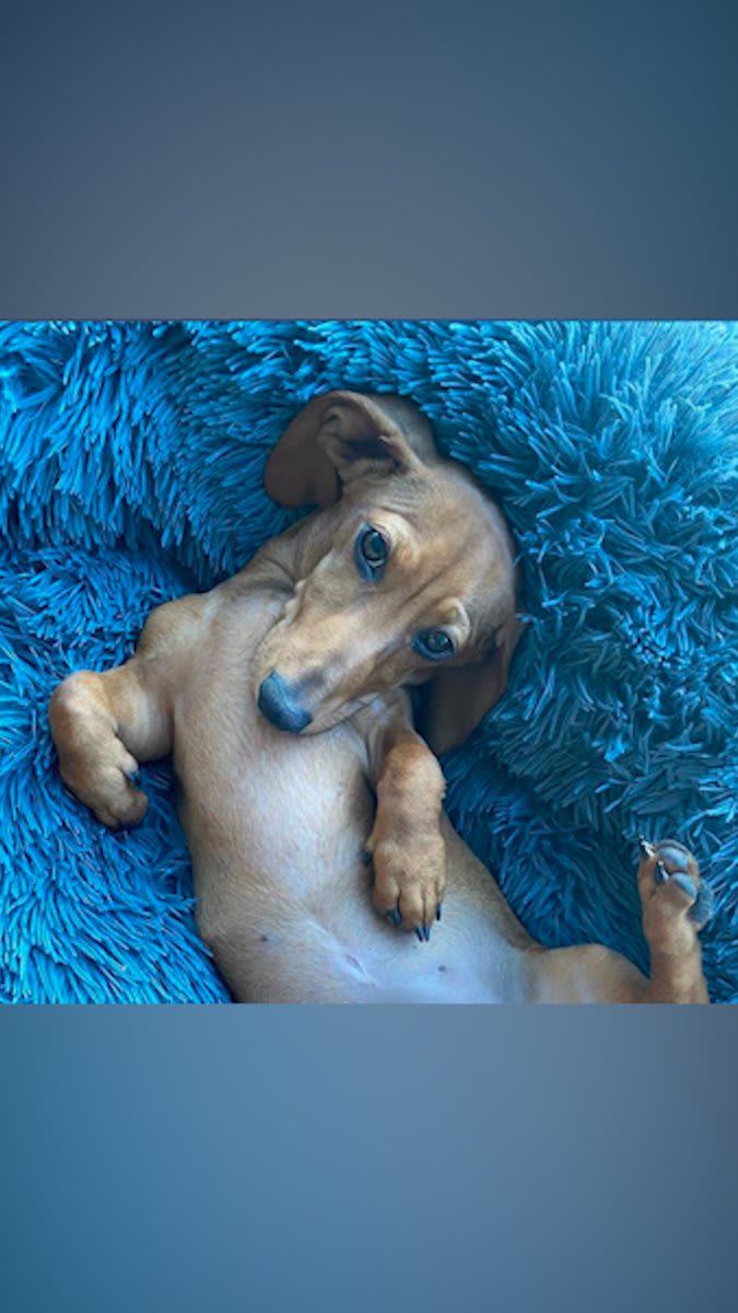 This wiener dog is obsessed with his cozy bed for the sweetest reason 💓