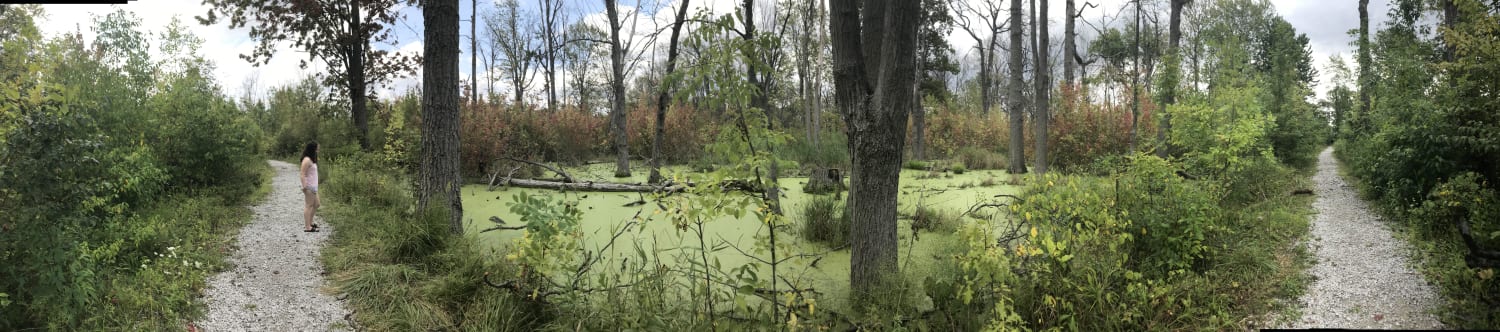 Panorama of a swamp in the middle of a forest (Belle Isle, Michigan)