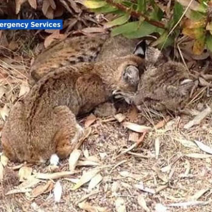Two more bobcats sickened in Santa Cruz Area