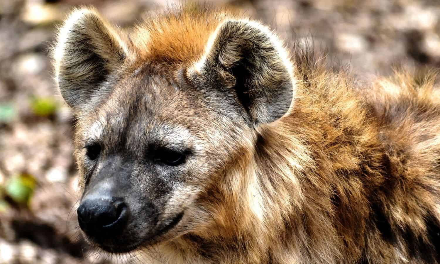Hyena Survival Guide: How To Survive a Hyena Attack