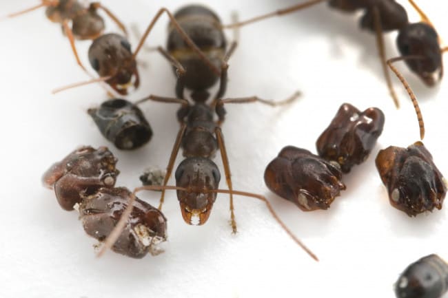 They're Ants That Collect Skulls. Now We Know How And Why.