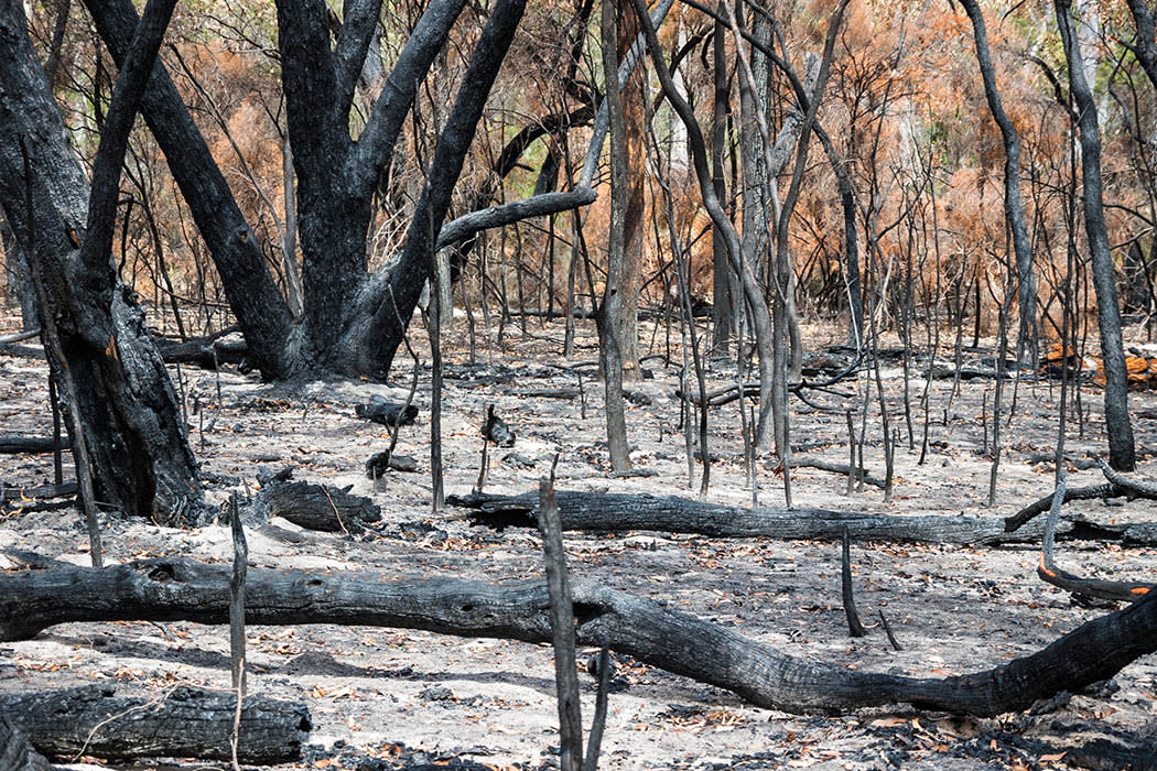 How Eucalyptus Trees Stoke Wildfires