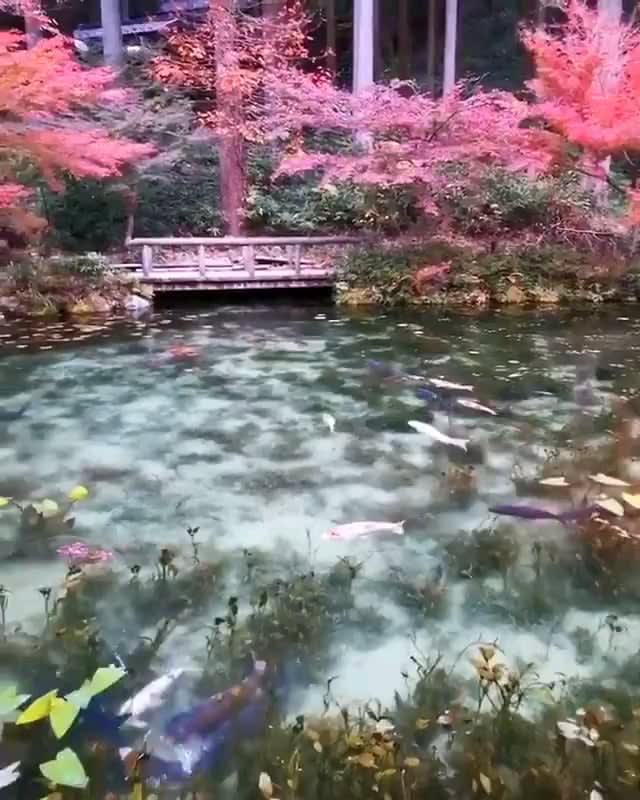 The Monet's Pond in Japan .