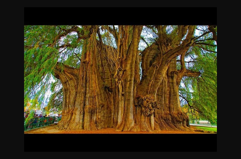 Top 10 Oldest Living Trees In the World