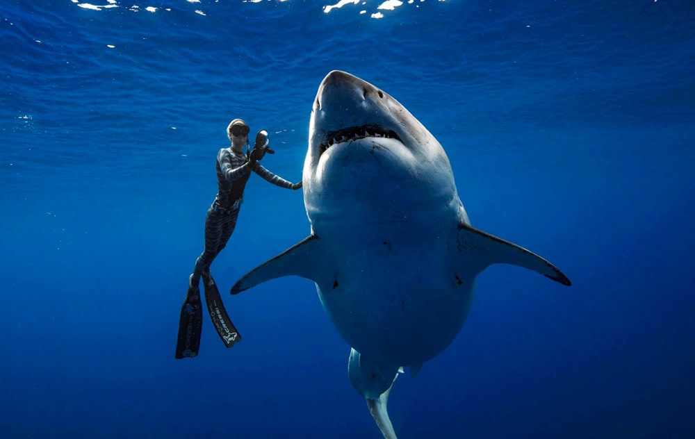 Swimming with the Largest Shark in the World By Ocean Ramsey