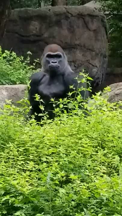 The way this silverback gorilla sits