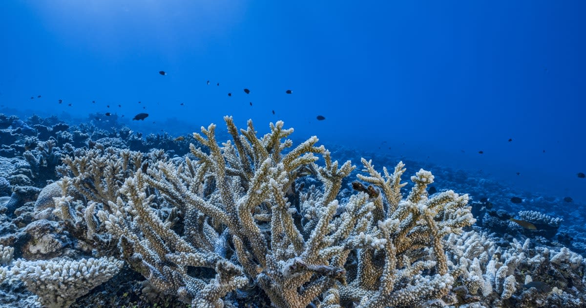 In the next 30 years, coral reefs could be gone: These photos show the race to save them.