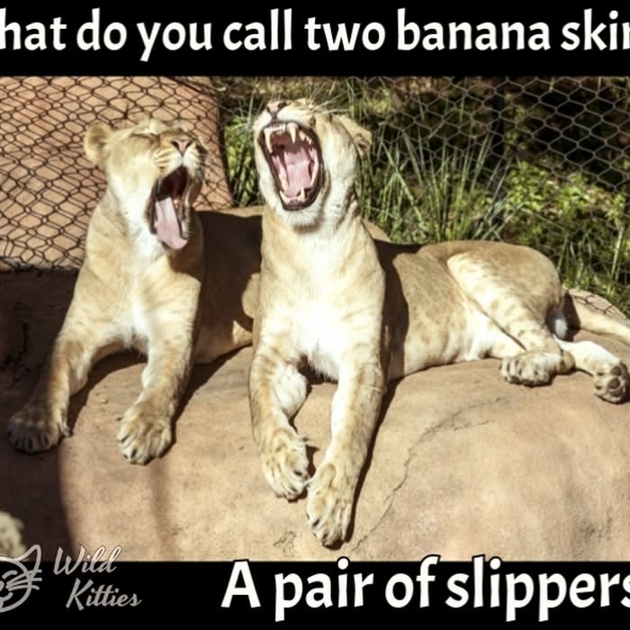 What do you call two banana skins?