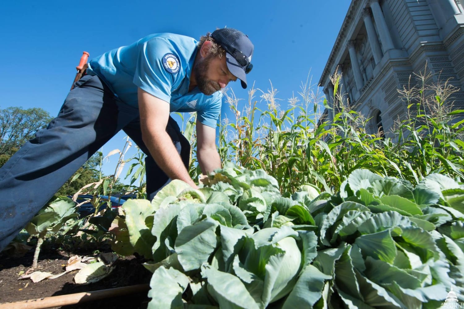 A Century After WWI, a Victory Garden Sows Seeds of Remembrance