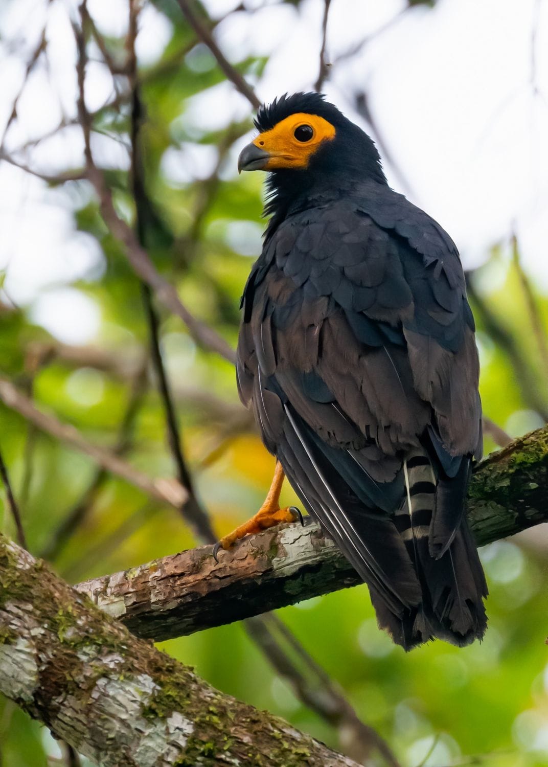 [806/10,977] Black Caracara - Daptrius ater Order: Falconiformes ...