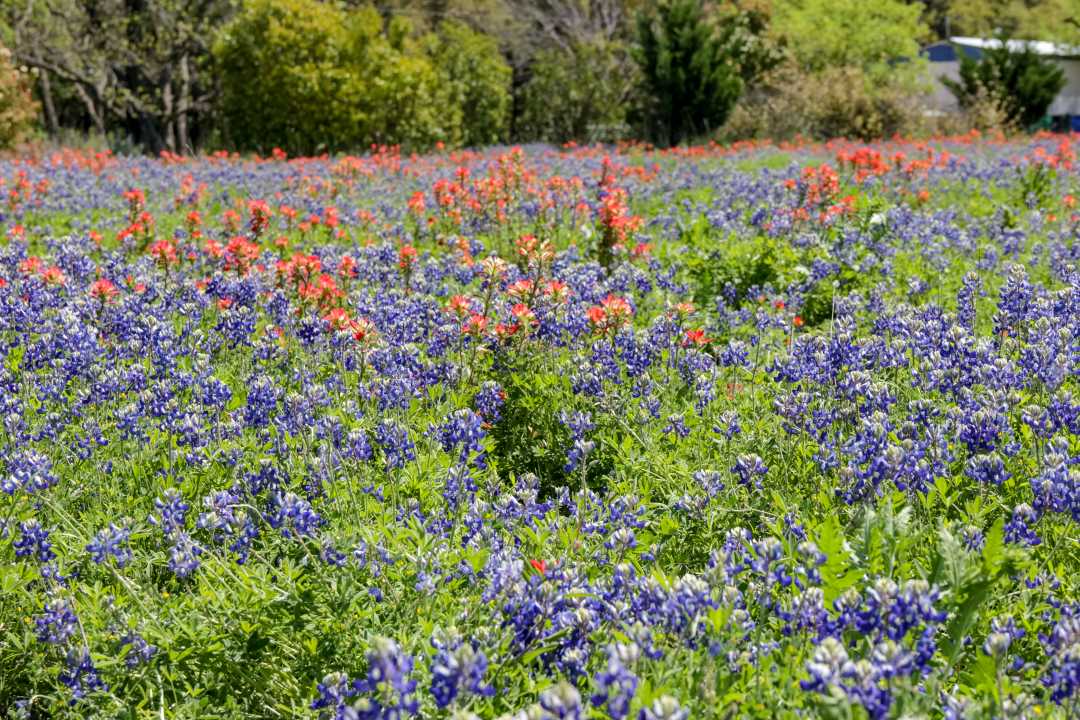 20 Fun and Easy Day Trips From Austin