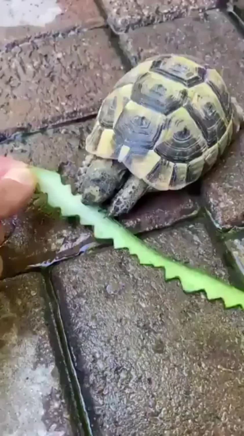 Turtle making crinkle cut fries