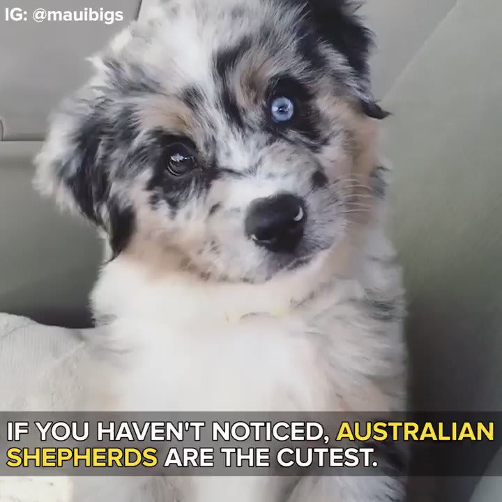 The ugly truth about having an Australian Shepherd