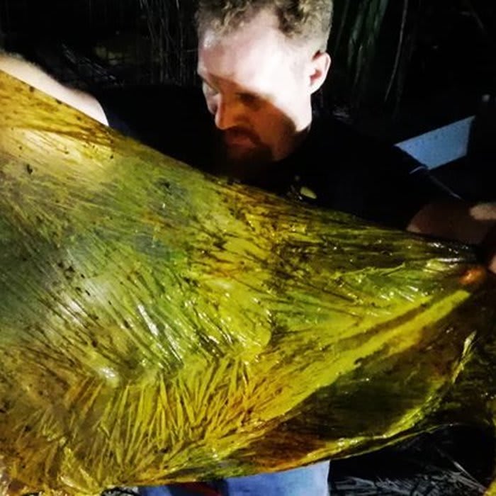 That Dead Whale With 40kg of Plastic in Its Guts Is Part of a Devastating Trend