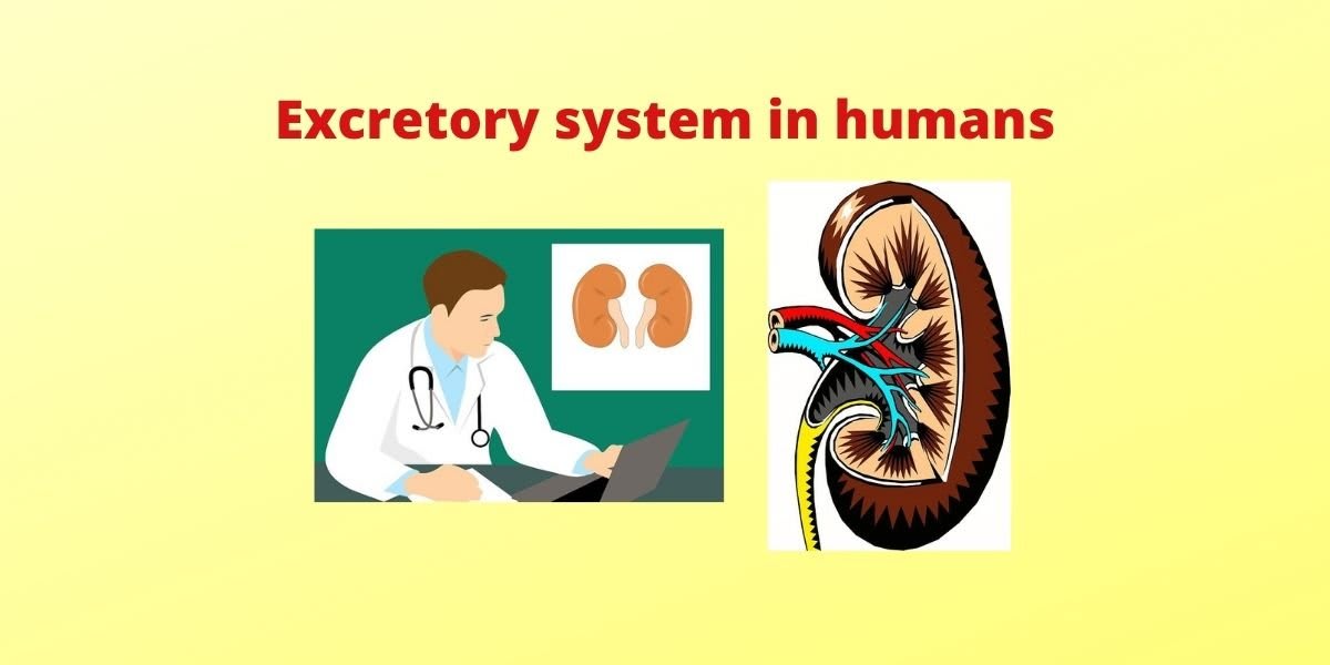 Excretory system in humans - Diagram, Parts and Function