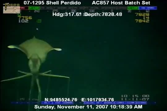 Bigfin Squid From an Oil Rig at depth of ~1.5 miles