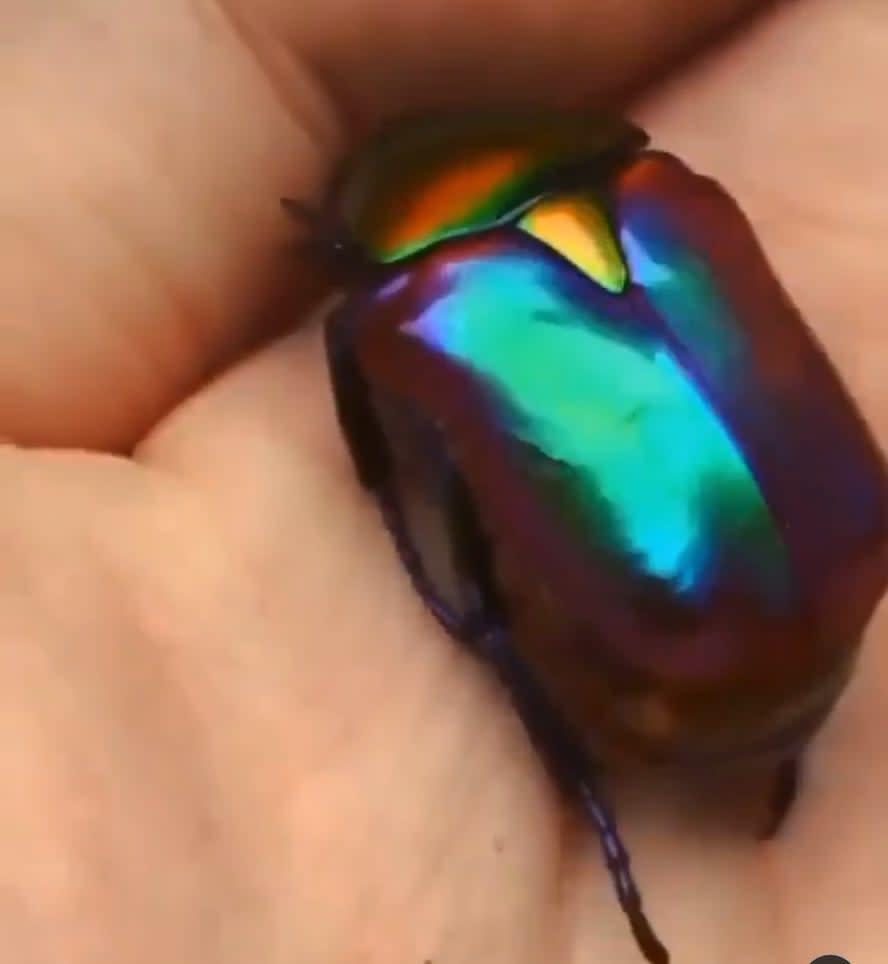 Absolutely beautiful rainbow scarab.