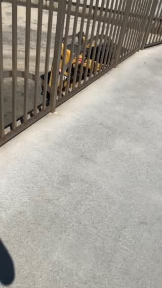 Rare video of the stray cats living under the Bayside Walk Bridge