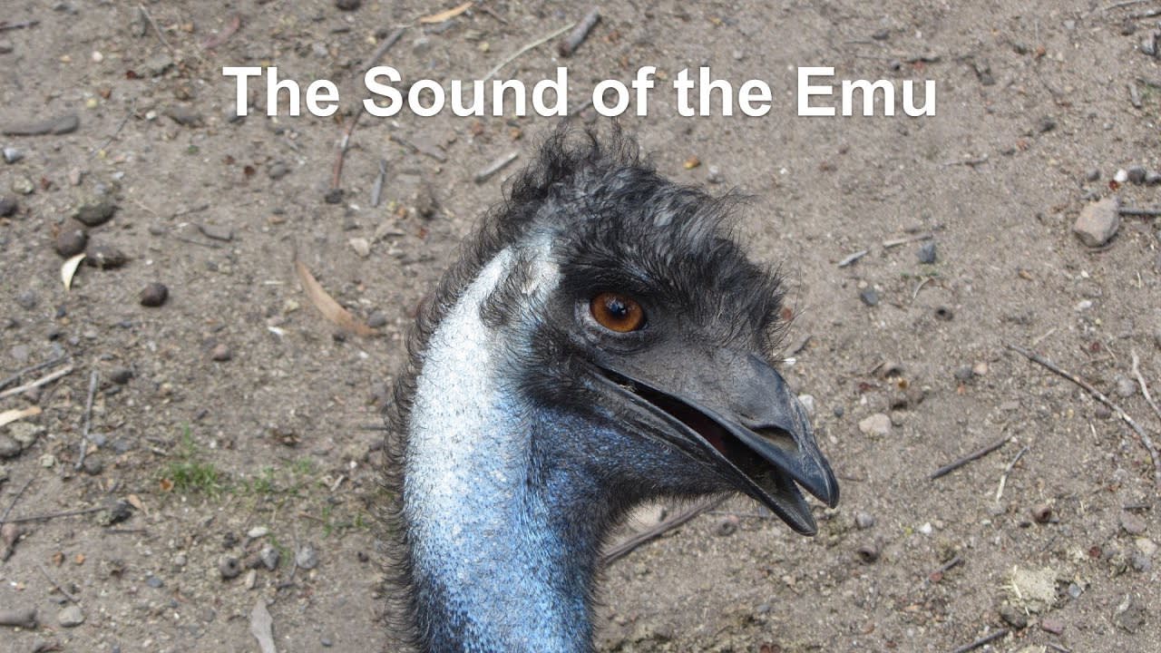 The Sound of the Emu