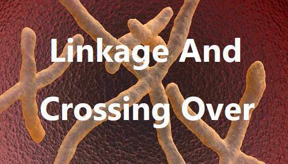 Linkage and Crossing Over Notes With Examples
