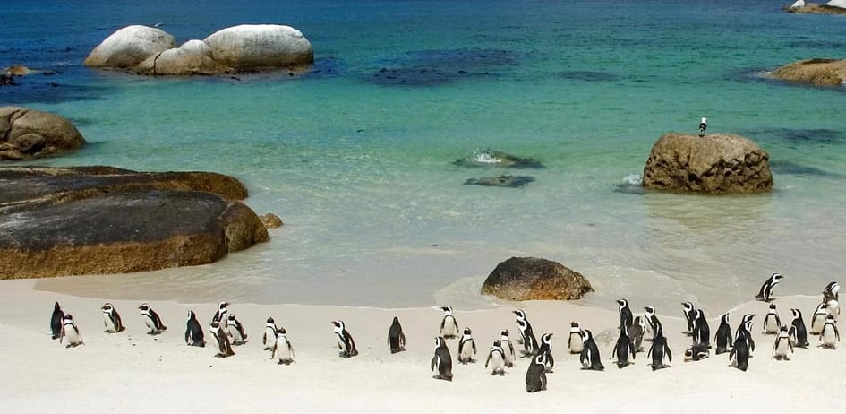 The best place to see penguins in Cape Town: Boulders Beach