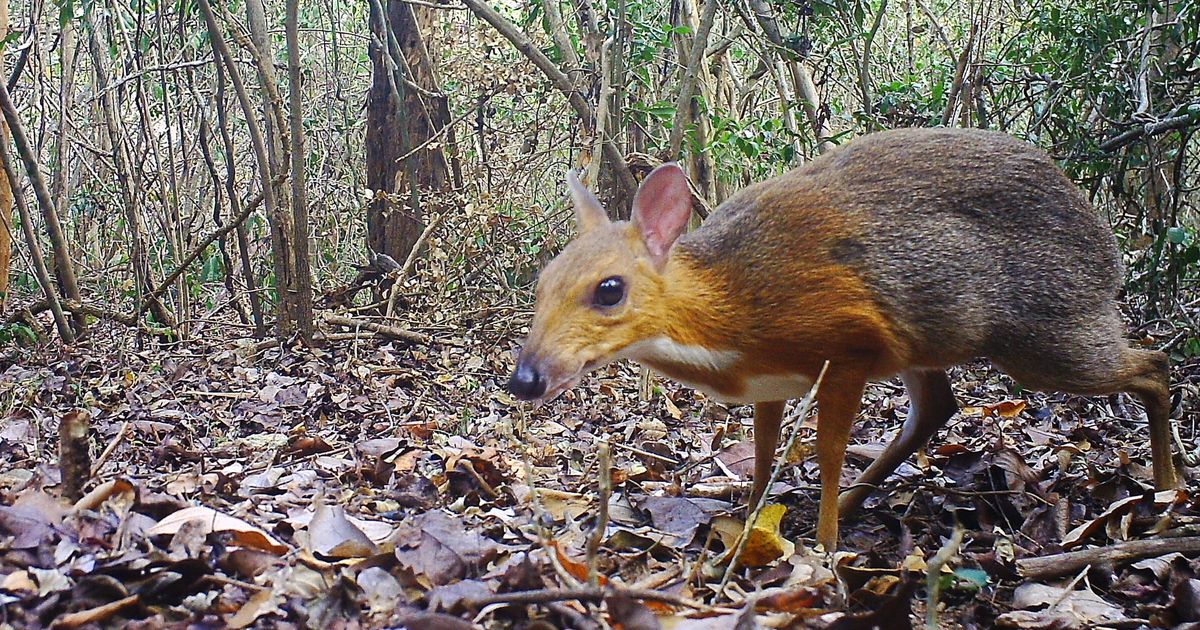 This tiny mouse-deer was thought 'lost' to science, but it's been found after 30 years