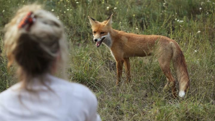 Chernobyl May Not Be Habitable for Humans for Another 24,000 Years, But Wildlife Is Thriving