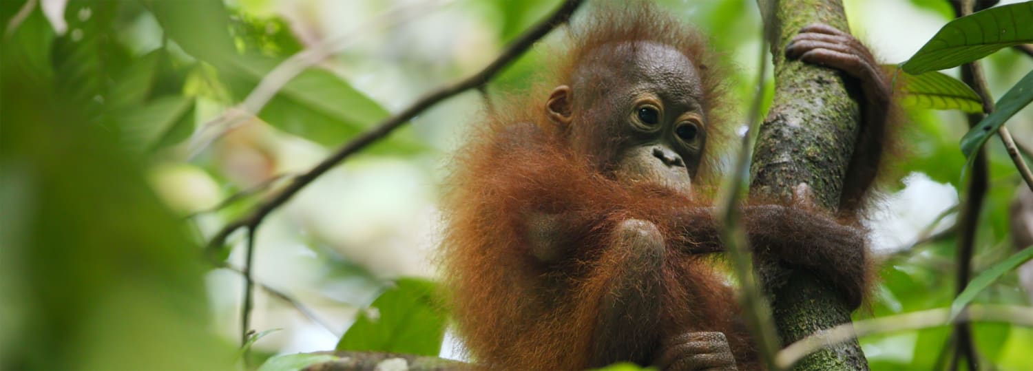 Things you need to know about Orangutans
