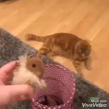 Cat saving his toys