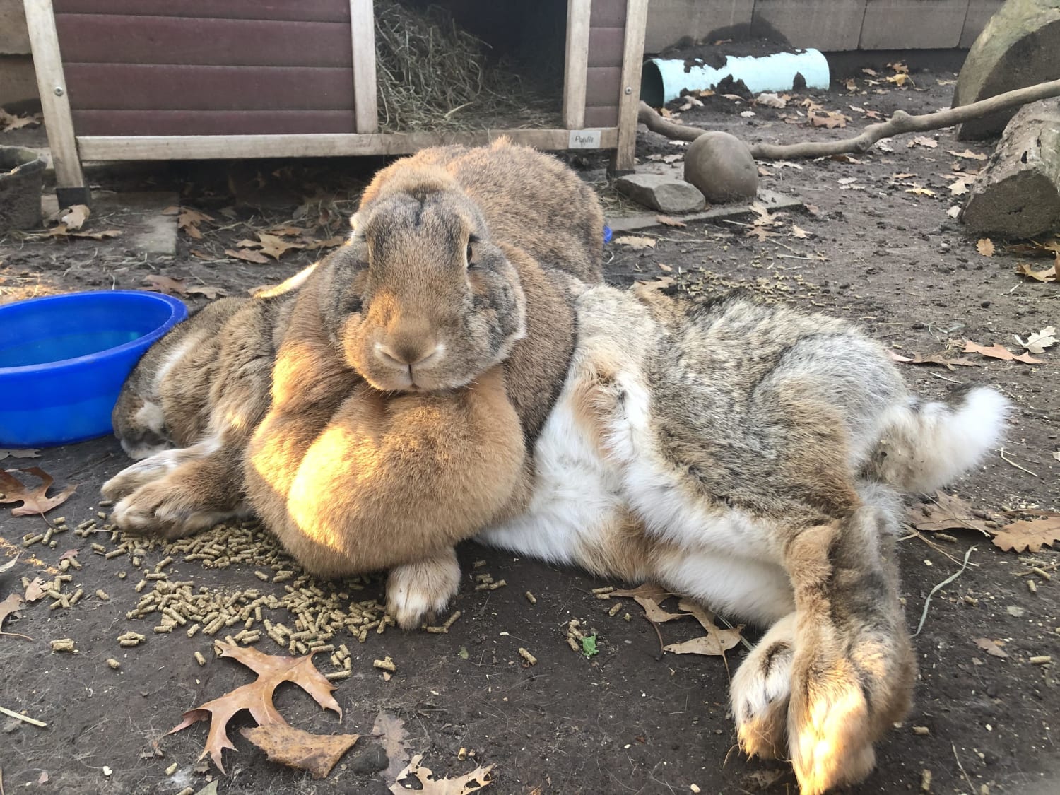 Female rabbits develop dewlaps when they are pregnant or if they are not spayed, and serve as a place to put fur to make nests for their bunnies! Susie’s dewlap seems to keep Thumper very warm! Susie has personal space issues and never leaves Thumpers side for very long