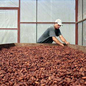 Chocolate could be extinct by 2040