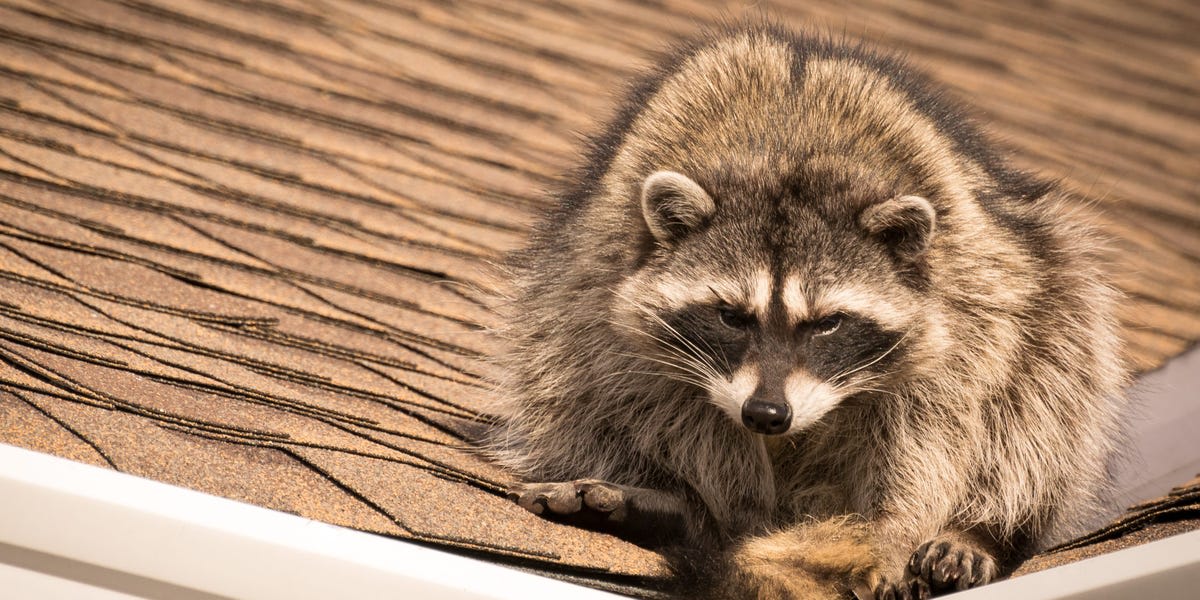 Journalists at White House attacked by raccoons