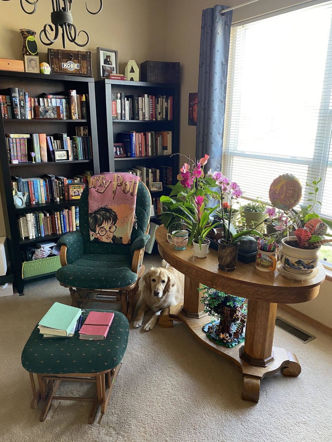 Plants, books, a dog. I think my cozy space is finished.