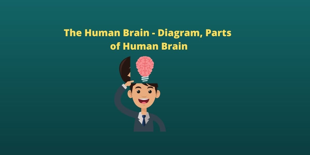 The Human Brain - Diagram, Parts of Human Brain - CBSE Digital Education