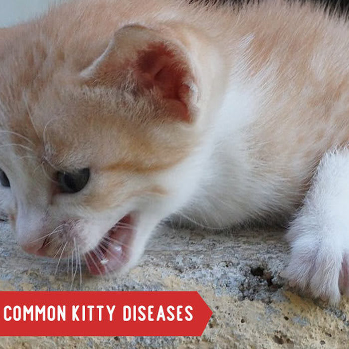 5 Most Common Diseases in Kitty