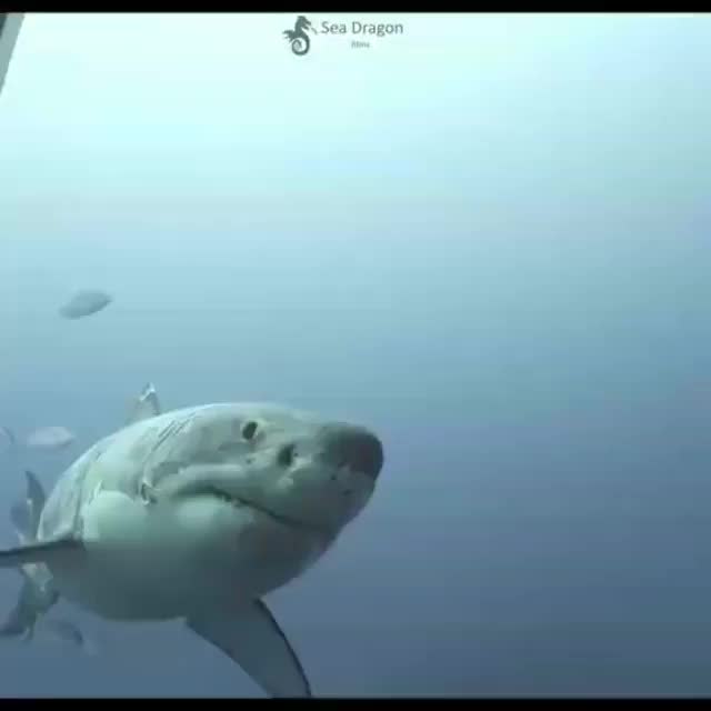 This great white shark has seen some stuff