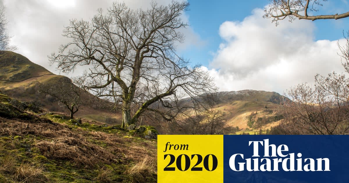 40,000 trees face felling by National Trust after surge in ash dieback
