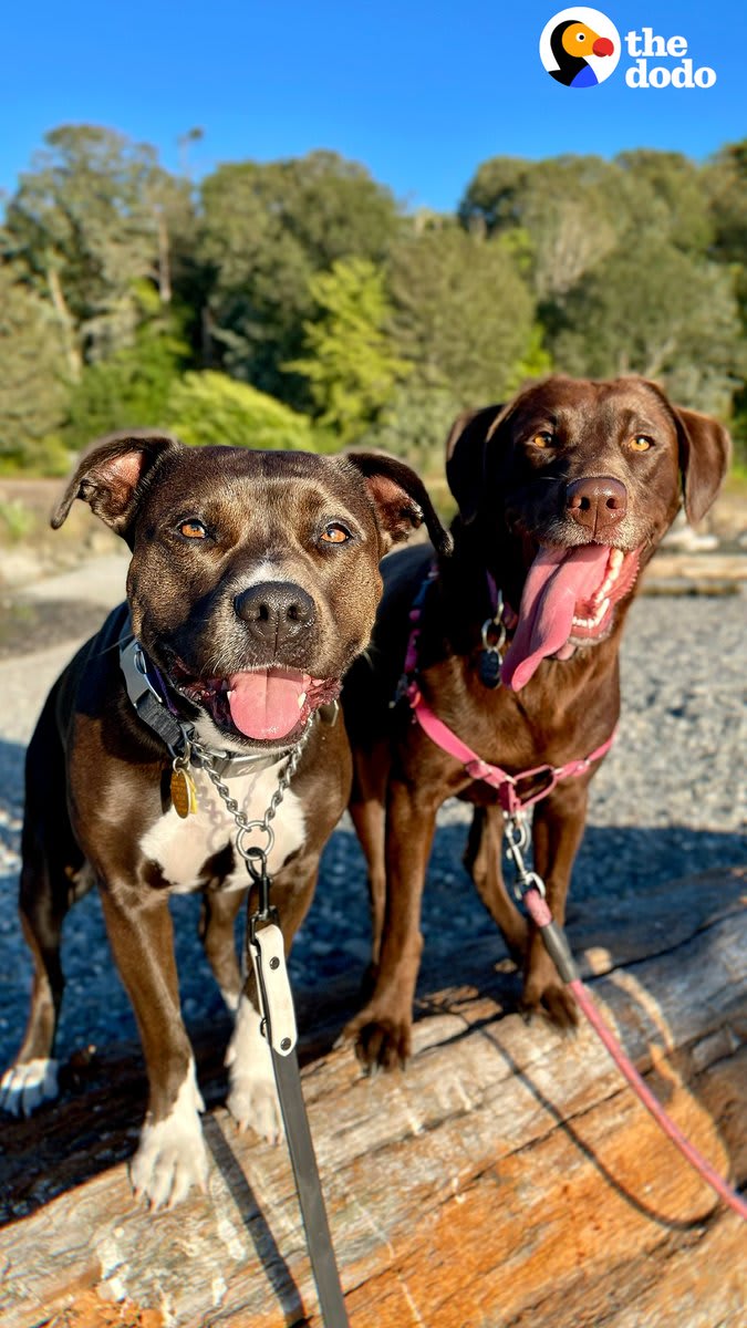 Pittie becomes BFFs with a Lab on the other side of the fence — watch what happens when they finally get to play! 💜