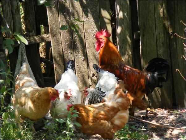 Best Poultry For Your homestead - Best Chicken Breeds for Homestead