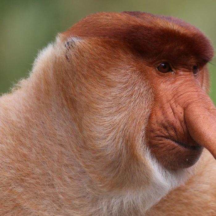 For This Monkey, a Bigger Nose Means a Better Sex Life