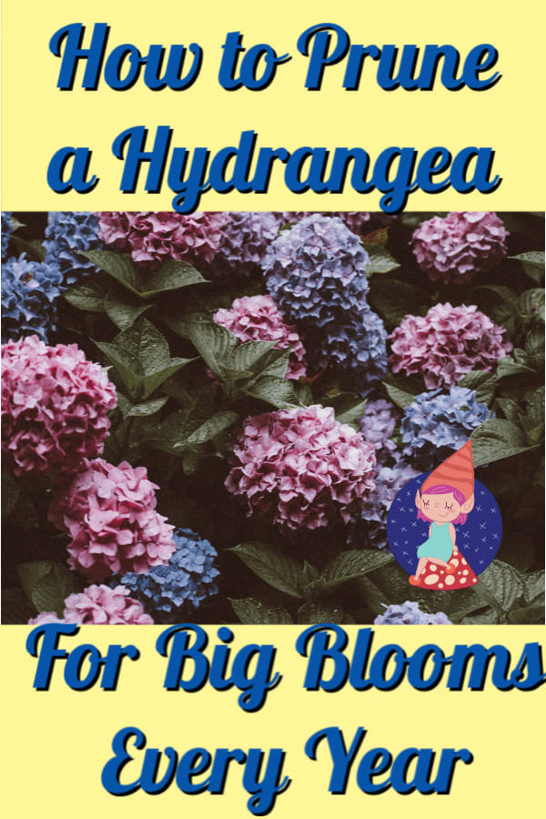 When Should Hydrangeas be Pruned?