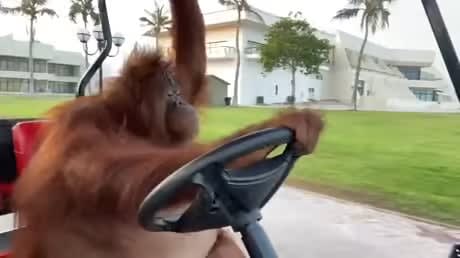 orangutan drives a golf car