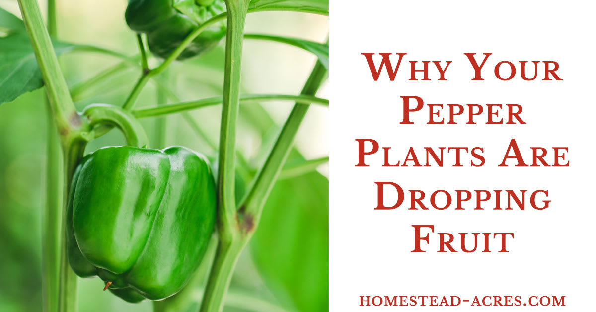 Peppers Dropping Fruit - Why Baby Peppers Fall Off The Plant - Homestead Acres