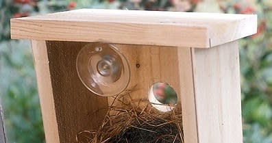 Beautiful Window bird house