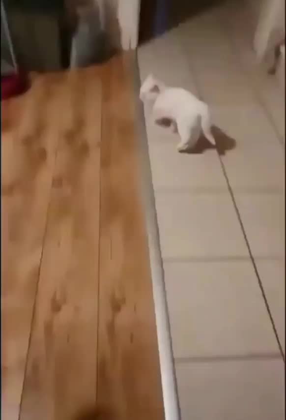 Let me show you the dance of my people